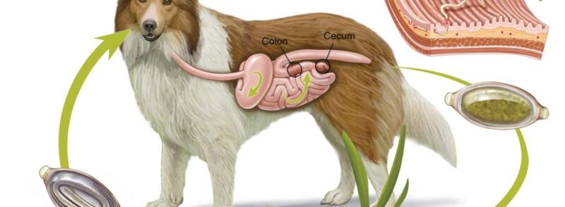 Qual o melhor vermífugo para cães