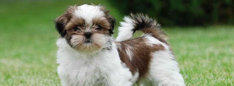 Shih tzu